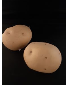 Decoratieve Aardappel